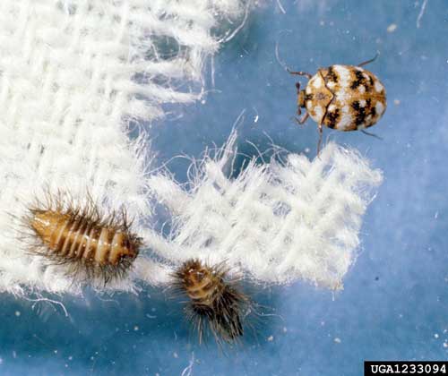 furniture carpet beetle adult & larvae